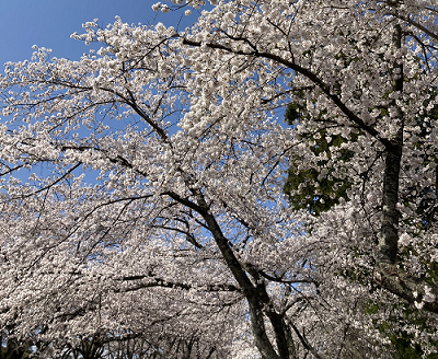 妙水苑　桜満開です！